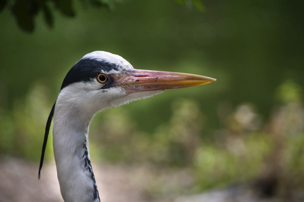 bird, heron, ornithology-8881452.jpg